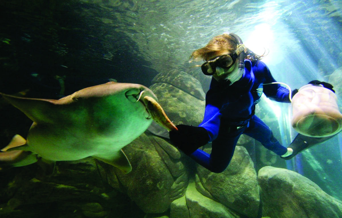 Capa do projeto Acqua Mundo