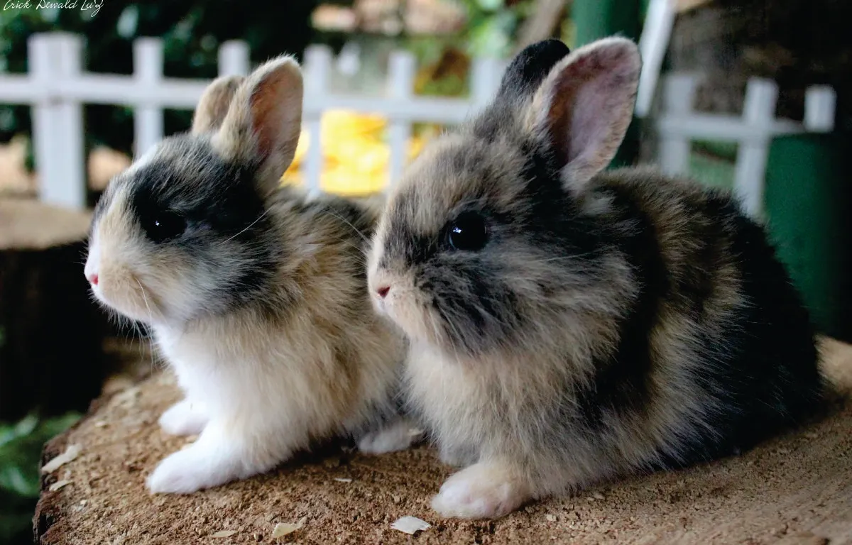 Capa do projeto Fazenda Angolana